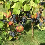 Wein-hotel Mistral Freiberg